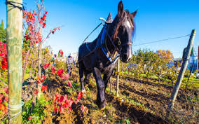 cheval dans la vigne 